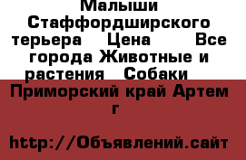 Малыши Стаффордширского терьера  › Цена ­ 1 - Все города Животные и растения » Собаки   . Приморский край,Артем г.